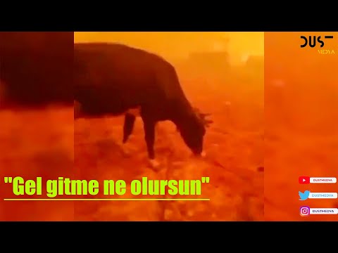 İnekleri alevlerin ortasında kaldı, "Gel gitme ne olursun" diye ağladı