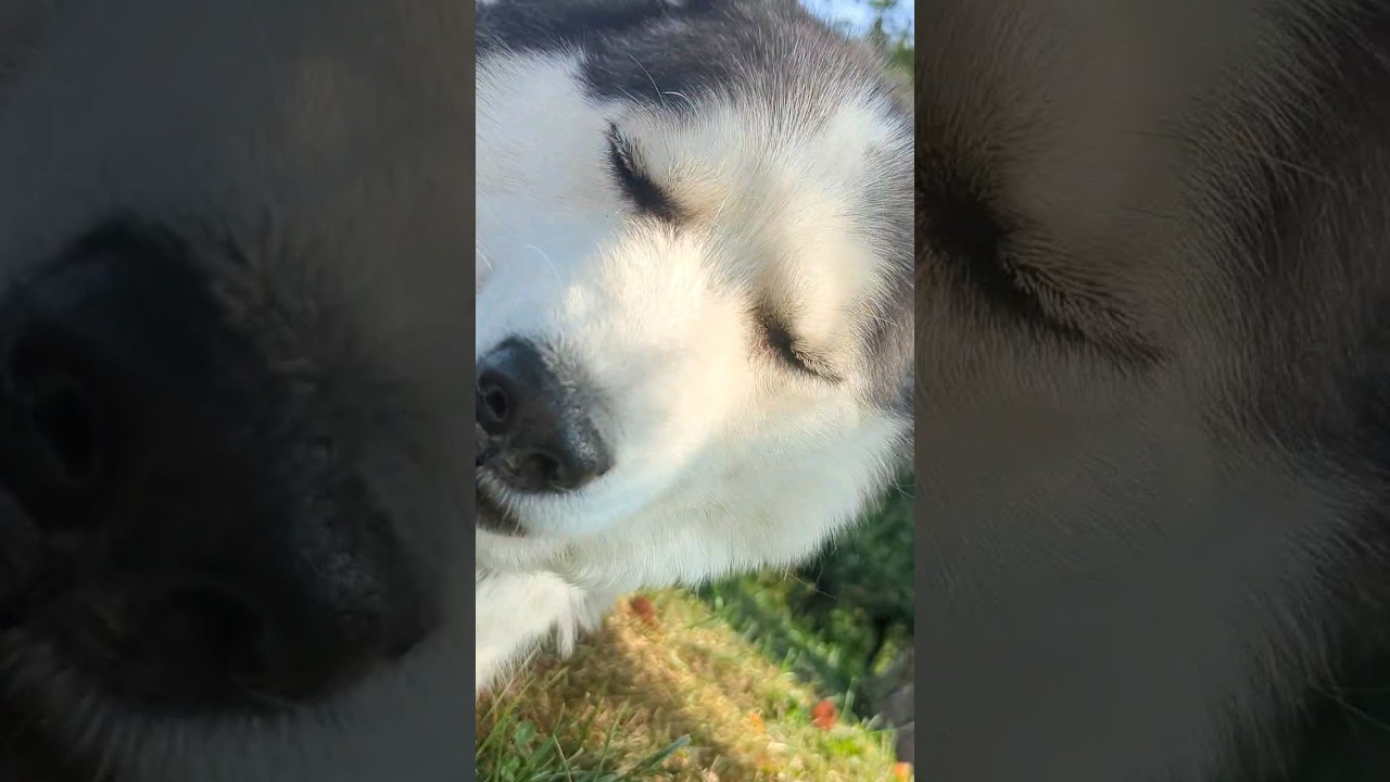 Husky eating a fresh pear off of the tree. 