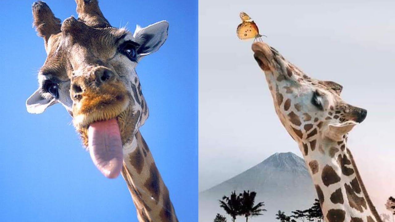 Wildlife Brave Giraffe Kick Five Lion - Power of LION In The Animal World