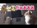 セミを初めて見た猫の食い付きがすごい!!