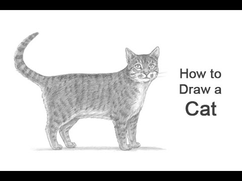 How to Draw a Cat