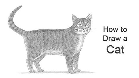 How to Draw a Cat