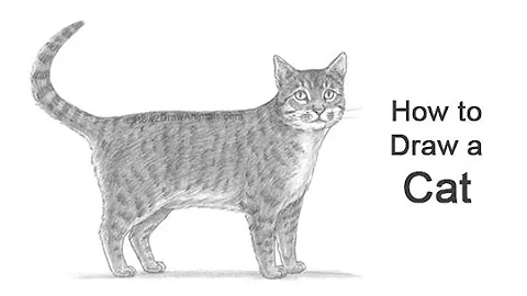 How to Draw a Cat