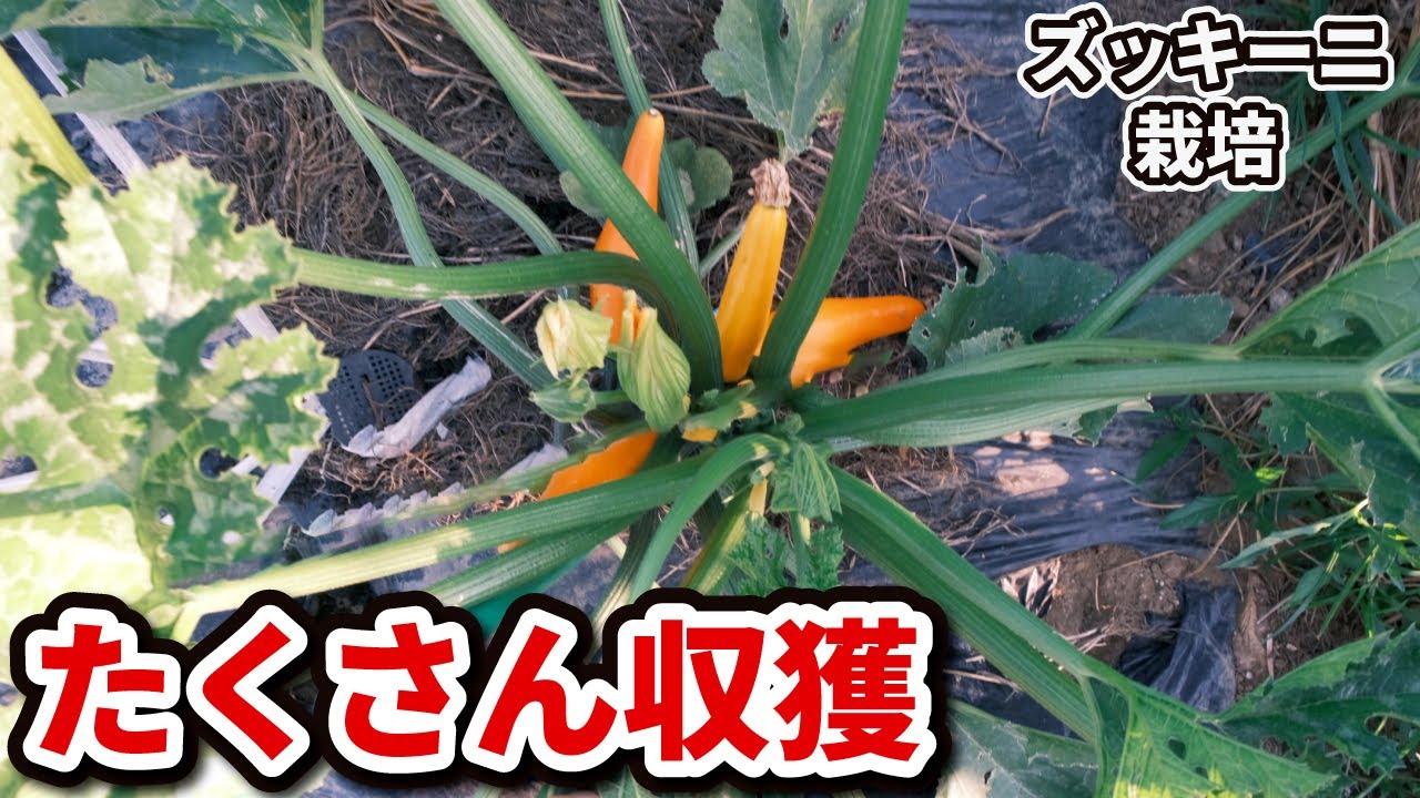 初心者もできる】ズッキーニの育て方【植付け〜立体したて】たくさん