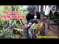 PANEN RAYA BURUNG LOVEBIRD