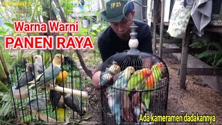 PANEN RAYA BURUNG LOVEBIRD