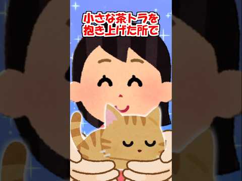2ch 夢の中で猫がひしめき合ってた アニマル Shorts