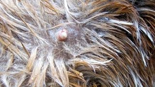 Baby deer - removing pus after wolf worm / bot fly larva removal
cleaning the wound is very important. removing...