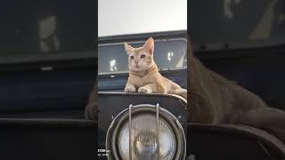 #pets #cat #kittenlove #studywithmeandmycat #animals #facts #comedy