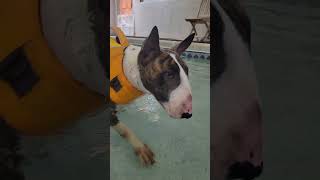 Fits - Wk 2 Session 3E Reign-Beau A Bull Terrier Puppy 41424
