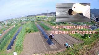 2019032001大根播種と玉ねぎ収穫#016