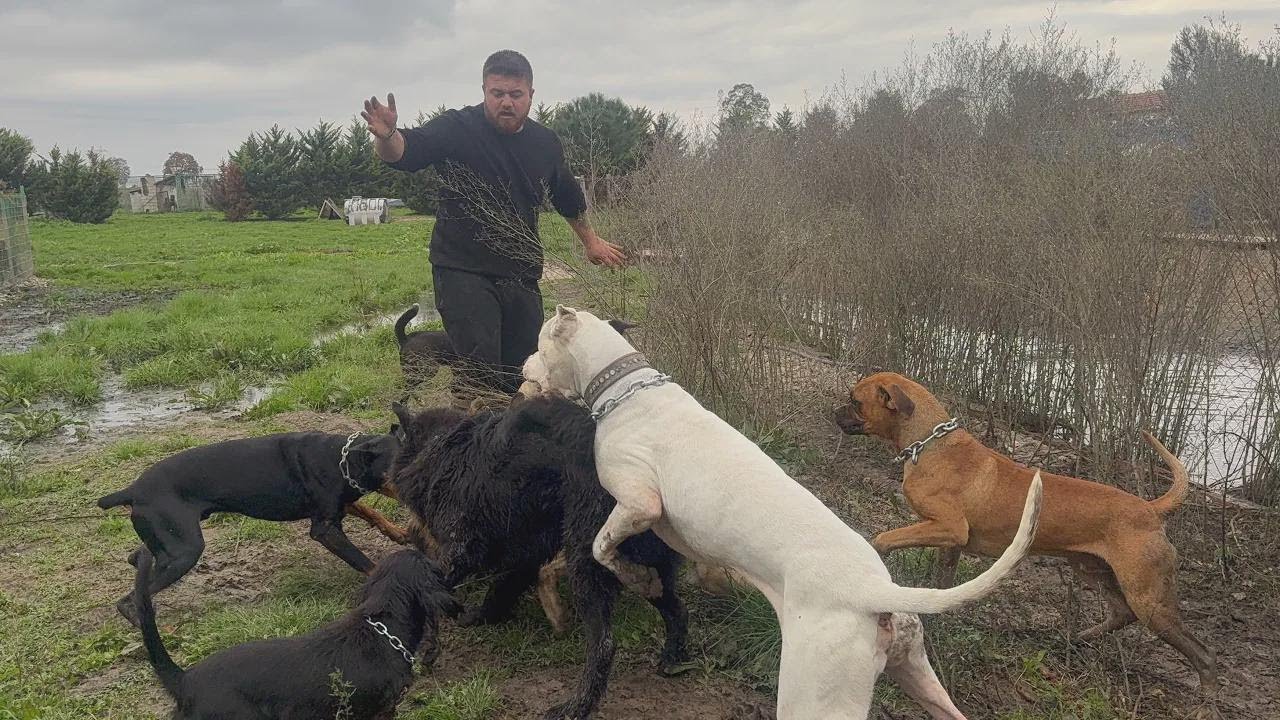 ¡Apollo, Escobar y Tyson se pelearon durísimo, casi no los separo! Mazlum anda suelto