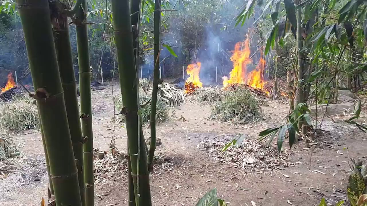 Burning bamboo in Thailand YouTube