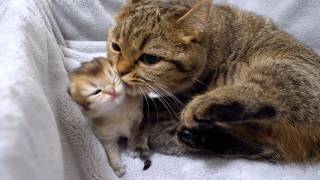 Kitten cornered by mother cat and unable to escape...