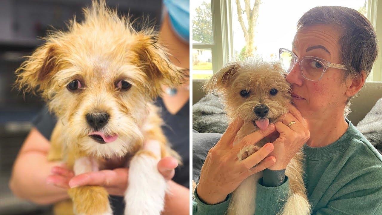 How Is Hydrocephalus Treated In Puppies