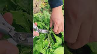 Rs 1958000169 mini rotary tillage and ridging all-in one short view #plants  #travel#beach#flowers