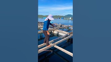 Câu Cá Biển - Câu Cá Giò