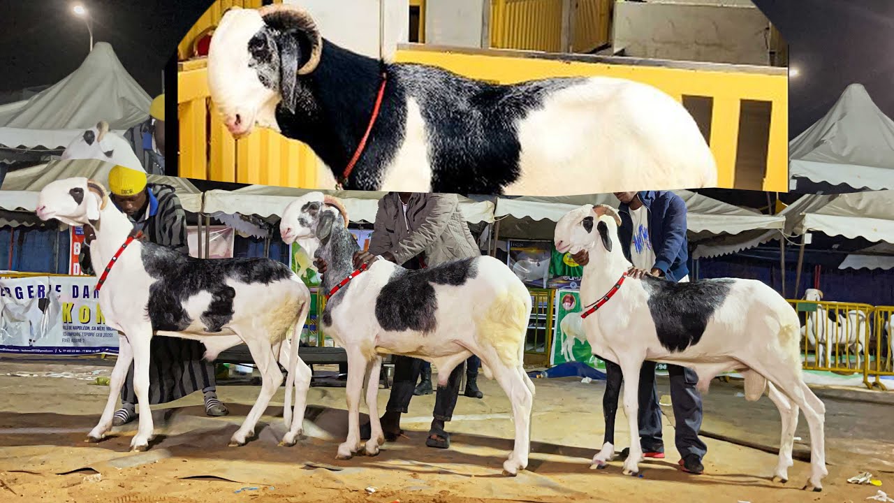 BELLE PRODUCTION DE TIC TOK A FOIRE REB