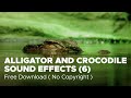 Alligator and crocodile sound effects (6) - no copyright - free download