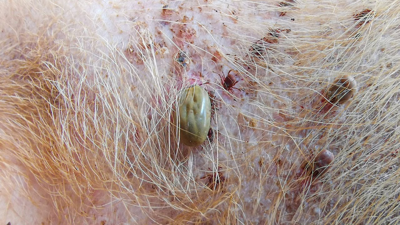 Dog Ticks Remove Easy And Fast Way To Remove All Ticks From Poor Dog