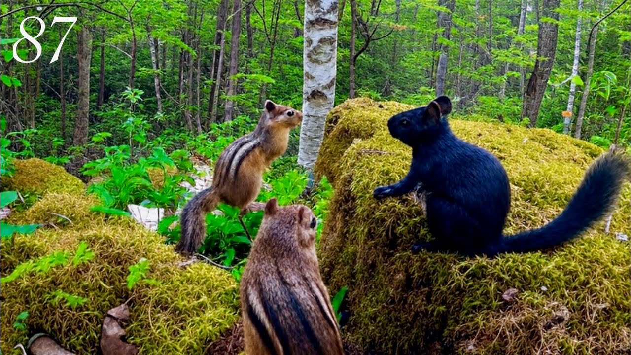 Cat TV:3 Hours of Relaxing Forest Wildlife: Squirrels, Chipmunks and a Blue Jay 4K. Ep. 87