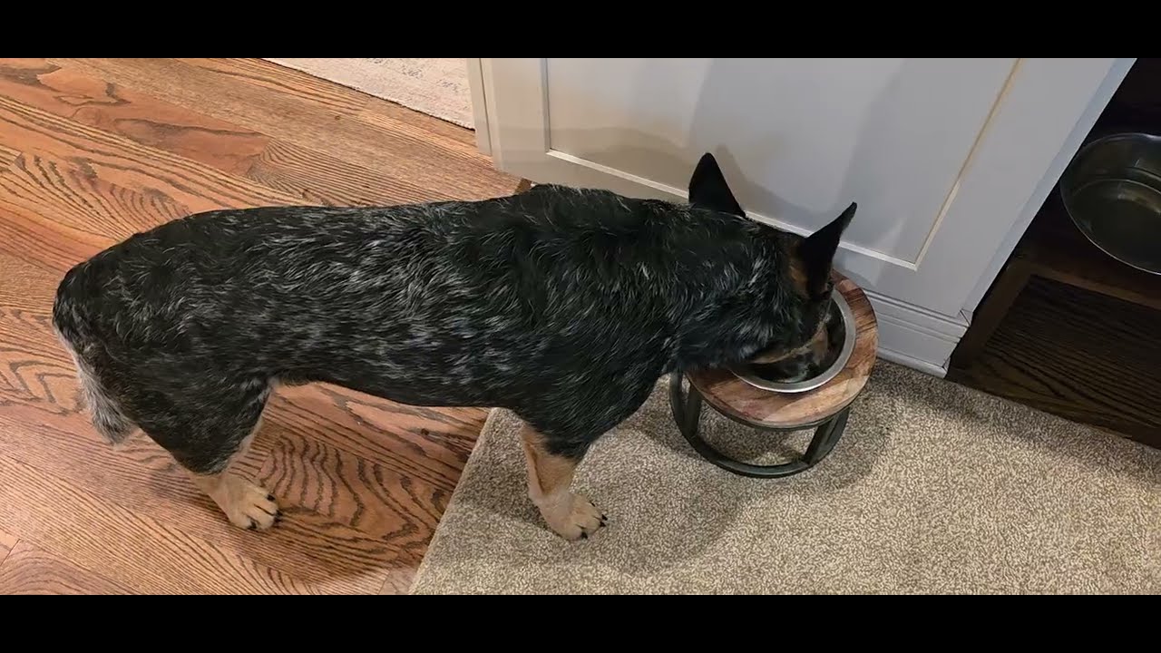 Review Native Pet Bone Broth for Dogs and Cats Made with Real Beef Bone Broth Dog Food Toppers