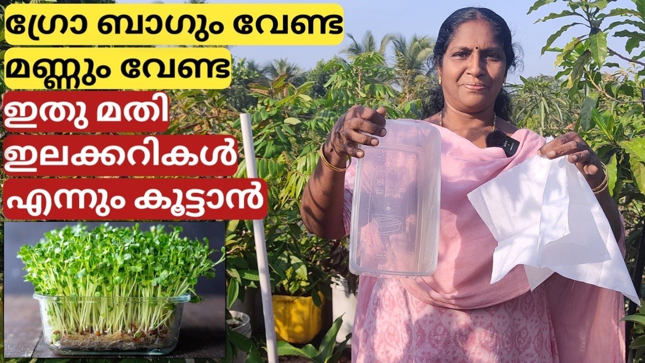 ഇങ്ങനെ ചെയ്താൽ എന്നും ഇലക്കറികൾ കൂട്ടാം Easy way to grow greens on