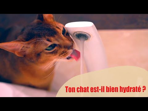 Vidéo: Comment Les Chats Transpirent-ils ?