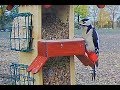 Great spotted woodpecker on the feeder