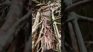 The Amazing Bridge Made From Tree Roots 🤯