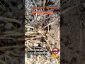 #servicios #controldeplagas #hormigas #domicilio #plagas #fumigacion #fumigación #biodegradables