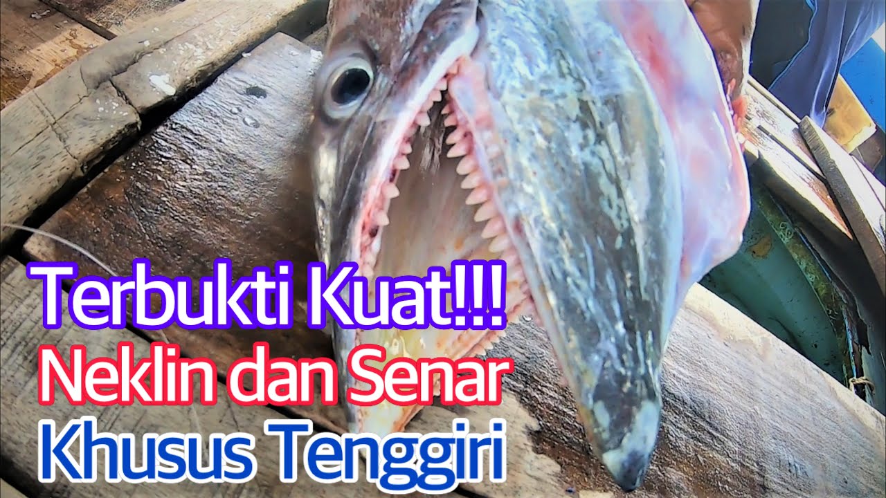 NEKLIN DAN SENAR INI TERBUKTI SANGAT KUAT BUAT MANCING TENGGIRI || TEKNIK KONCERAN MANCING TENGGIRI