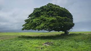 Unknown Song - Eastern Wind (Kai Noll - Eastern Wind)