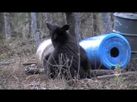 Curtis Bielecki Bear Hunt 2009