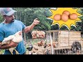 HOW to raise CHICKENS for eggs