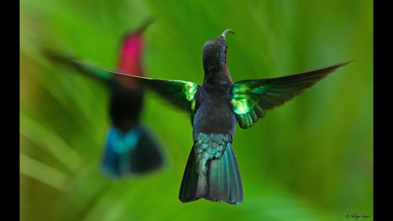 Enfin Un Refuge Pour Les Oiseaux En Guadeloupe