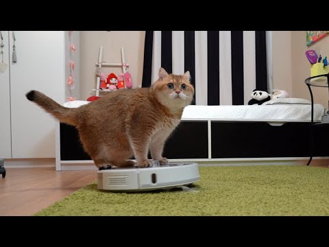 Hosico met a robot vacuum cleaner