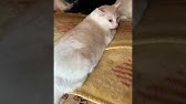 こんな症状はすぐ病院へ 猫の腹式呼吸 Youtube