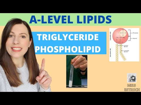 TRIGLYCERIDE and PHOSPHOLIPID structure and function for A-level Biology. Includes EMULSION test.