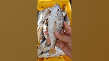 Cá đù đuôi bằng (cá lù đù, cá đù, cá dụng)