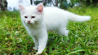 😻CAT COW - STACY CAT -BILLI KARTI MEOW MEOW- kittens cats - Animal Funny- VS 096