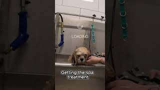 Here for a spa day… and into the spa we go #shorts