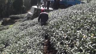 Tea Cultivation in Alishan Taiwan | Tea Pursuit