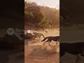🦎Komodo Dragon VS 5 Gray Wolves Epic Battle! #shorts #viral एपिक कोमोडो ड्रैगन VS हंसों का झुंड!🐺