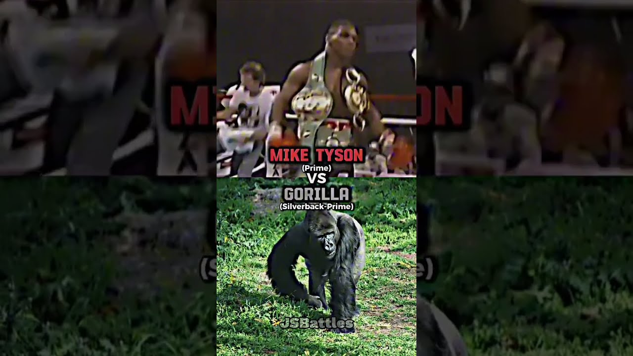 Mike Tyson Vs Silverback Gorilla