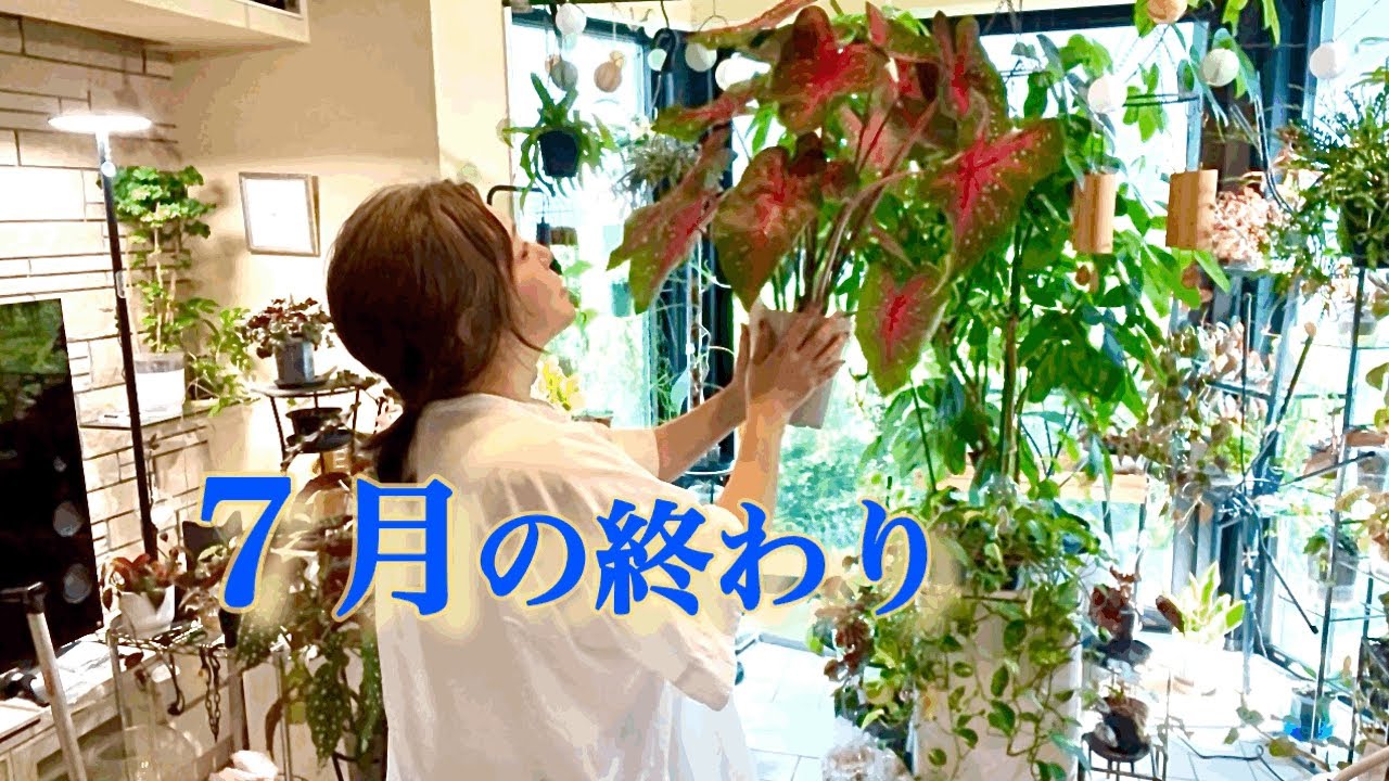 7月終わり頃の日常／夏の水やり事情／地域猫黒ちゃん