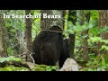 In Search of Bears in Slovenia