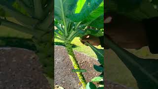 How to Harvest Collards #gardening #growyourownfood #gardentips #organicgardening #garden