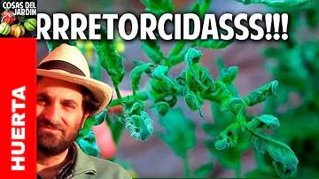 ¿Qué significan las hojas rizadas en las tomateras?