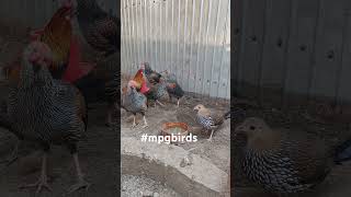 Găină De Jungla Gallus Sonneratii Gallus Bankiva Jungle Fowl Sonneratii Bankiva